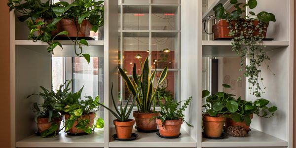 MVON8520 A grey shelf by the window to the entrance to the Scratch Hub. Plant pots are strewn on top with overhanging green leaves.