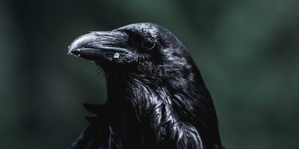 A large black raven with shiny feathers stares at the viewer