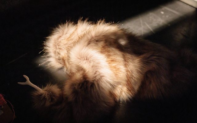 Sunlight shines onto a brown and tan piece of animal fur that sits on a scratched grey surface; there is a bone-like protrusion form the left size.