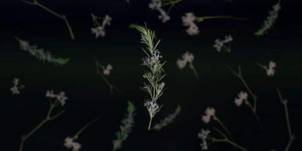 A twig of lavender floating in space, with more twigs of lavender and other wild flowers floating in the background.